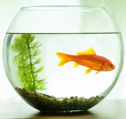 a fish bowl with a goldfish and a plant